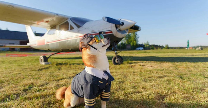 Guide Chiens – Les Saisons Privées