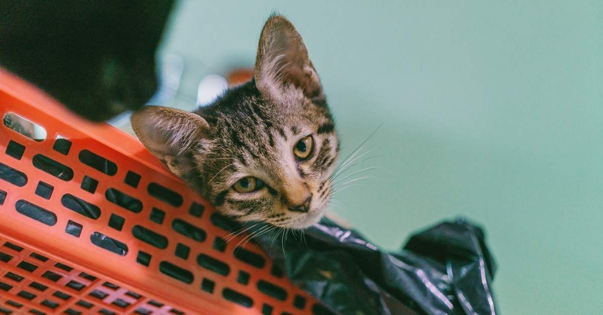 Pourquoi mon chat mange-t-il du plastique ? Causes et dangers
