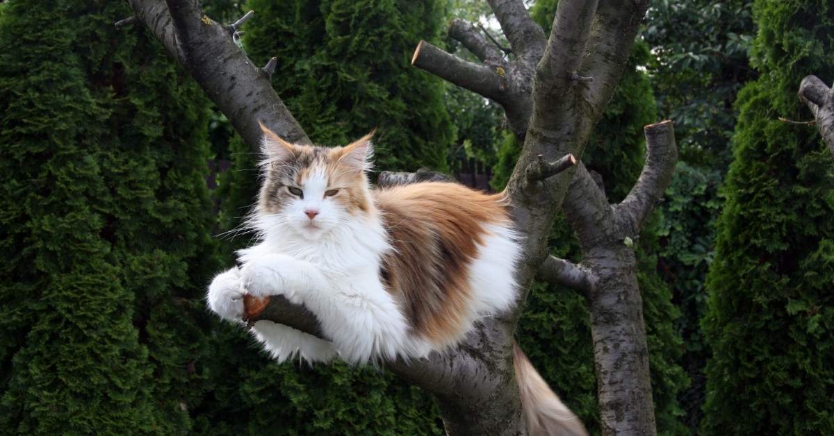 Qu’est-ce que le bien-être animal ? Définition, besoins et principes