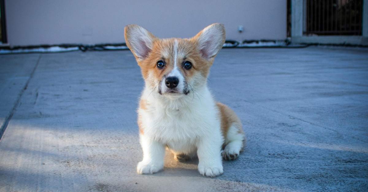 Accueillir un chiot à la maison : guide complet des premiers jours