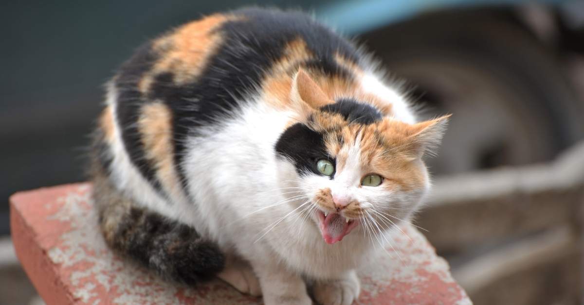 Chat agressif : comprendre les causes et savoir comment réagir