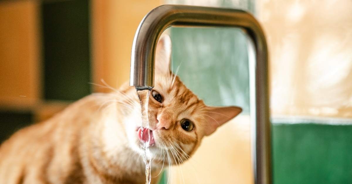 Comment encourager un chat à boire davantage ?
