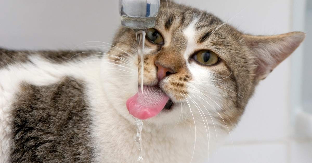 Pourquoi mon chat boit-il peu ? Causes et solutions