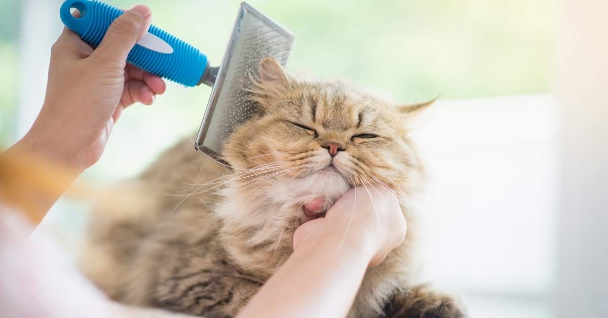 Comment brosser correctement son chat ?