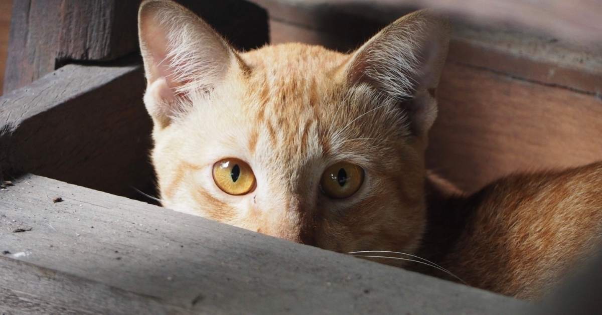 Pourquoi mon chat se cache-t-il ?