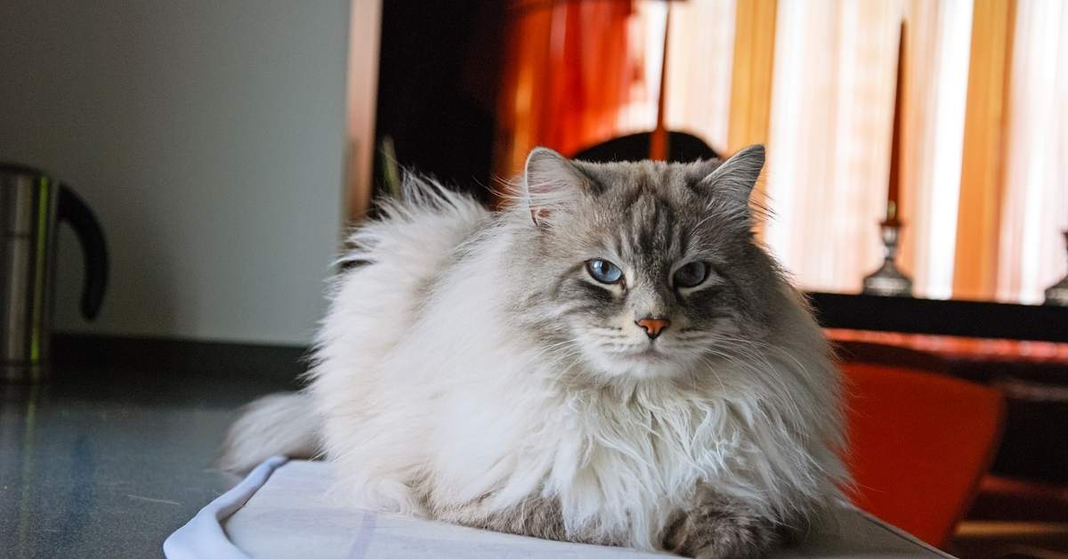 Chat stressé : signes, causes et solutions pour l’apaiser