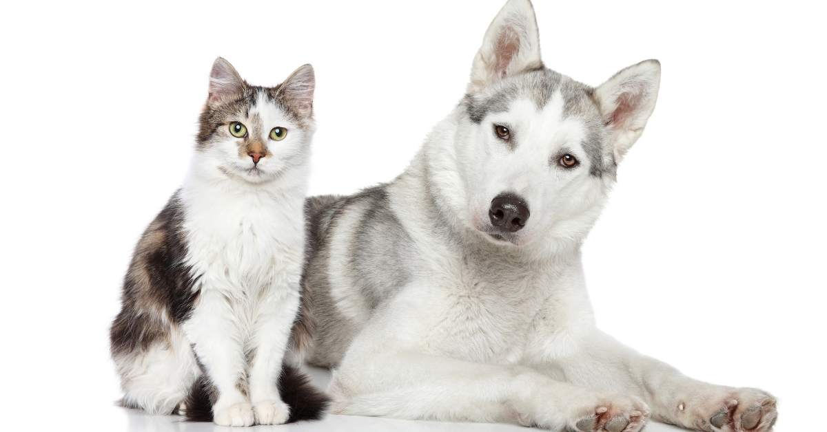 Comment habituer un chat à un chien ? Méthode étape par étape
