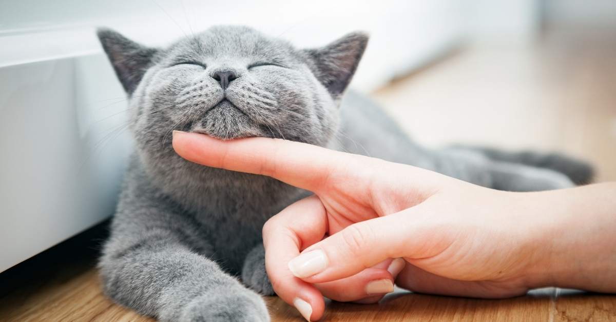 Comment gagner la confiance d’un chat peureux ?