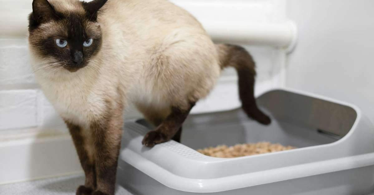 Pourquoi mon chat urine-t-il hors de sa litière ?