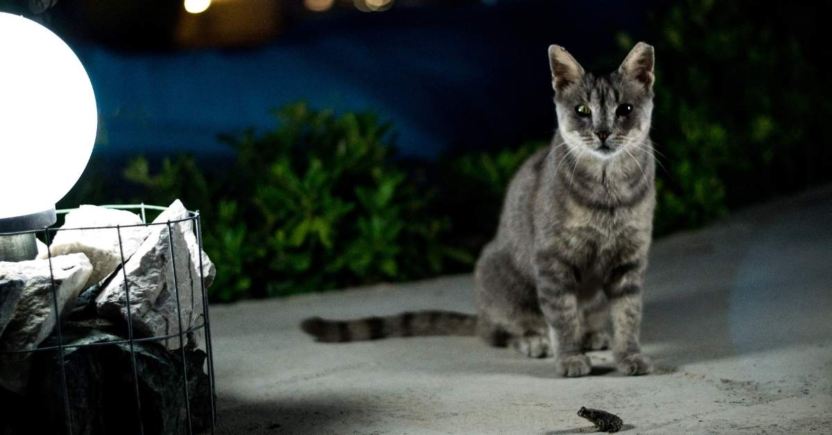 Pourquoi mon chat court-il partout la nuit ?