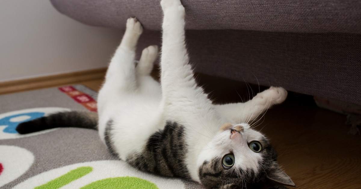 Comment empêcher un chat de griffer le canapé ? Solutions efficaces