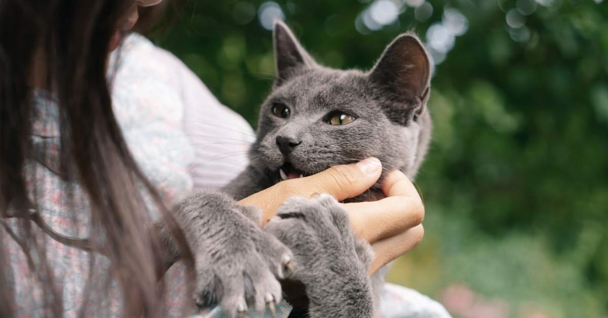 Comment savoir si mon chat est heureux ? 12 signes à observer