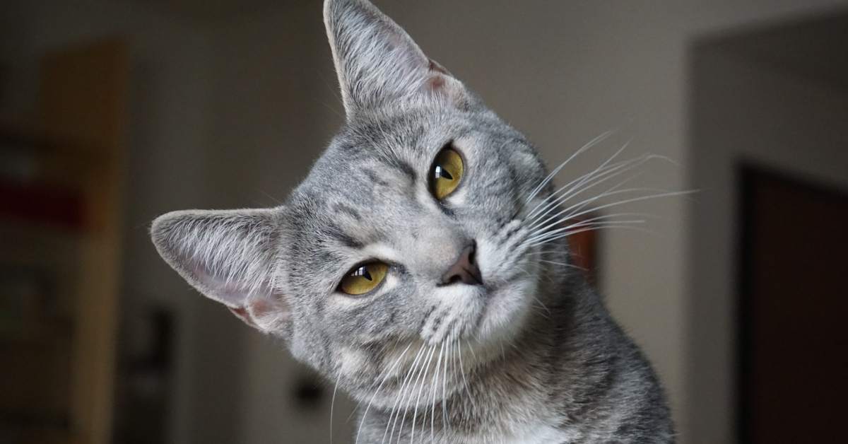 Adopter un chat adulte : avantages, précautions et conseils