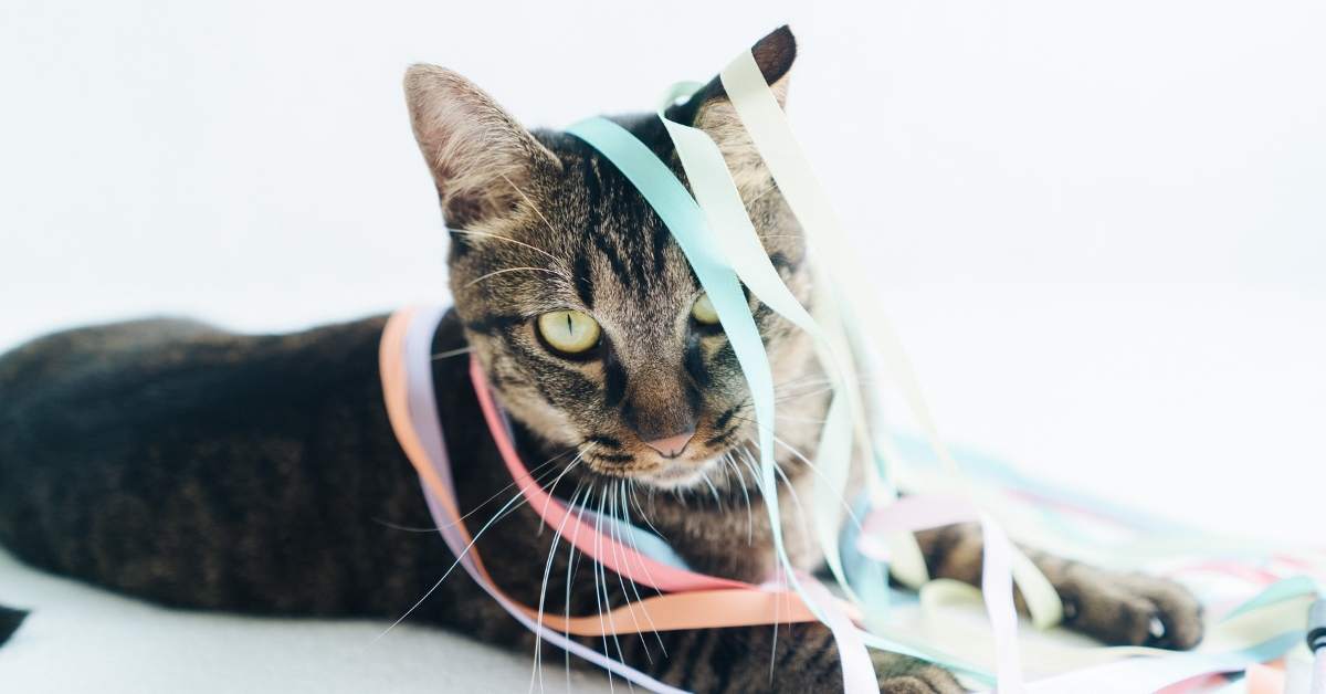 Comment occuper un chat en appartement ? Idées et activités