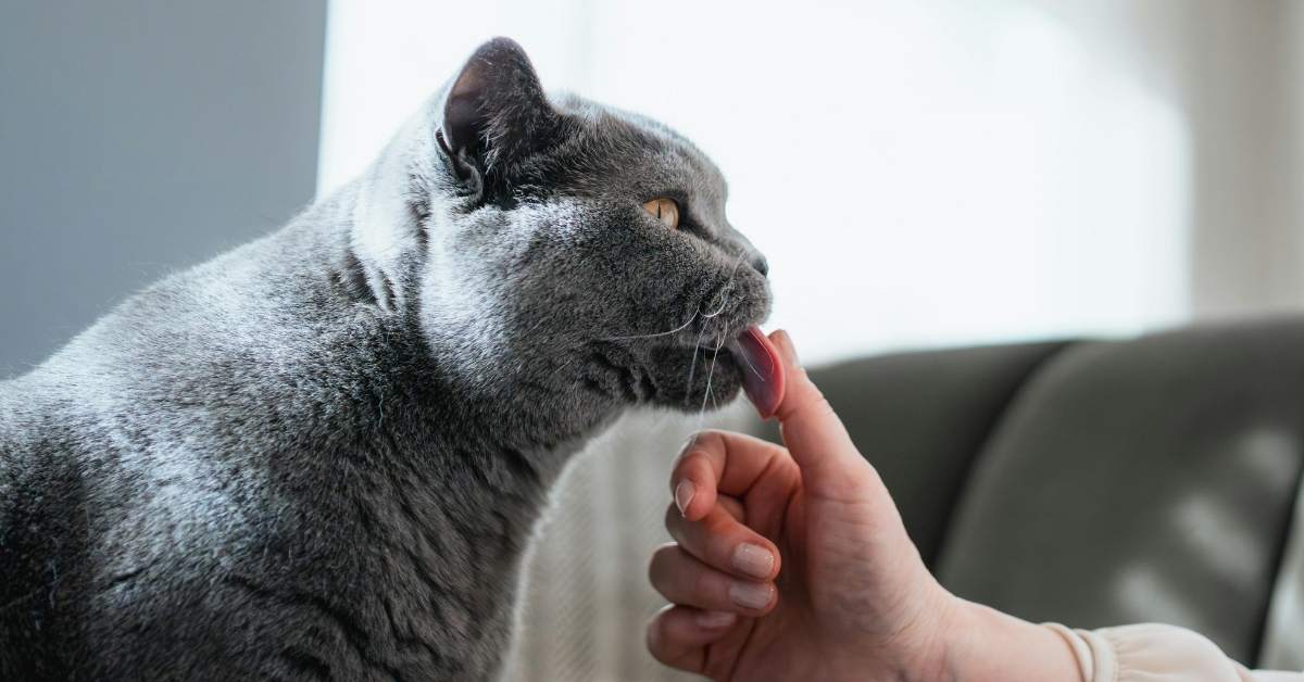 Pourquoi mon chat me lèche-t-il ? Significations et explications