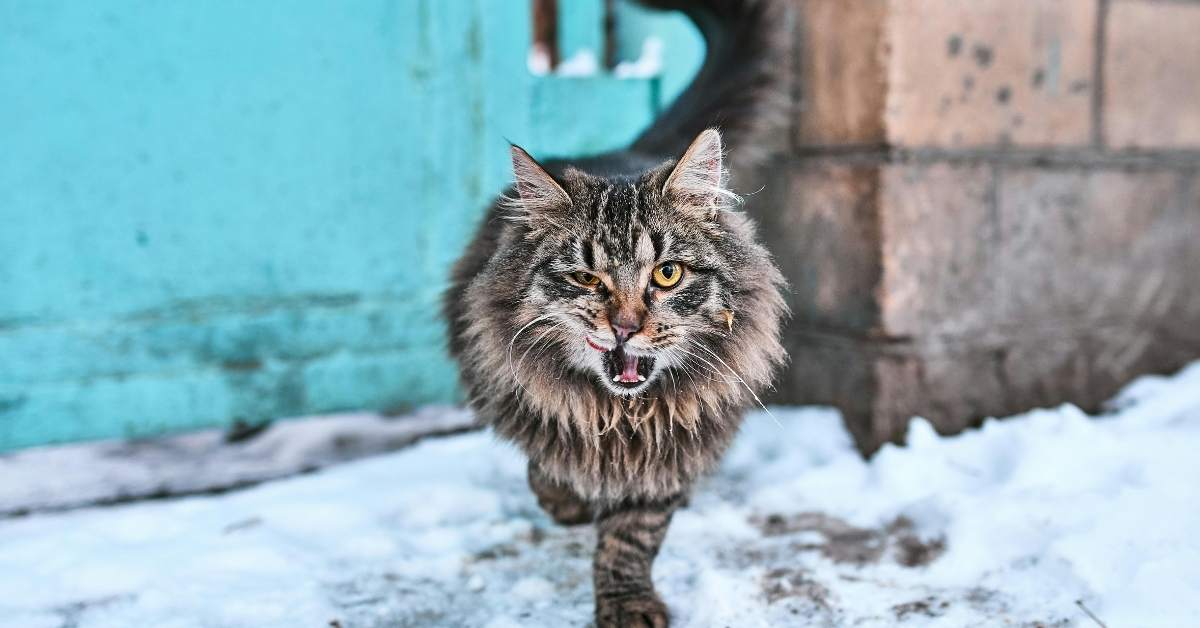 Pourquoi mon chat miaule-t-il beaucoup ? Causes et solutions