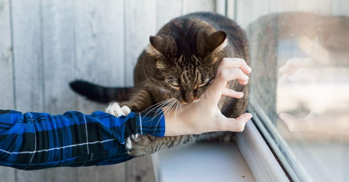 Pourquoi mon chat mord-il pendant les caresses ?