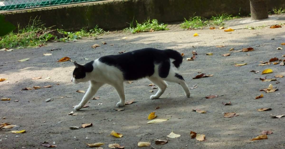Chat perdu : quelles démarches effectuer pour le retrouver ?