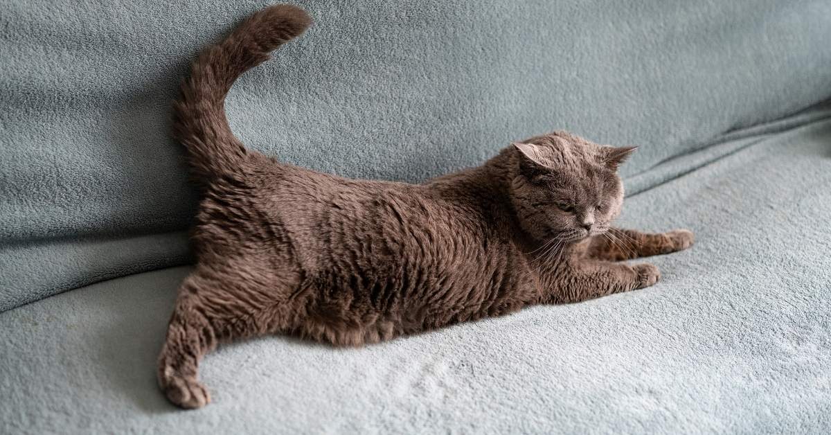 Pourquoi mon chat pétrit-il avec ses pattes ?