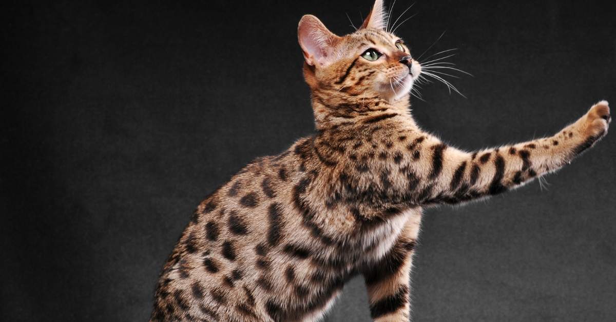 Comment comprendre le langage corporel du chat ?