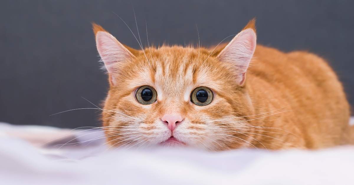 Comment stimuler l’instinct de chasse du chat ?