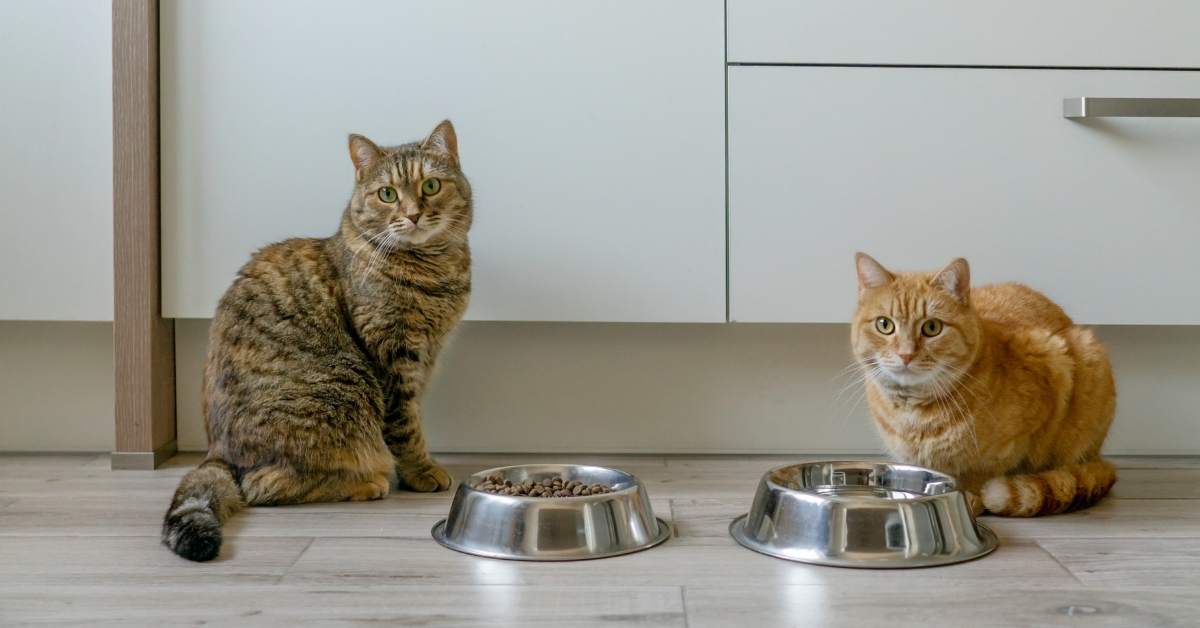 Chat qui refuse de manger : causes possibles et signes à surveiller
