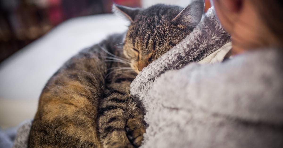 Pourquoi mon chat ronronne-t-il ? Significations et explications