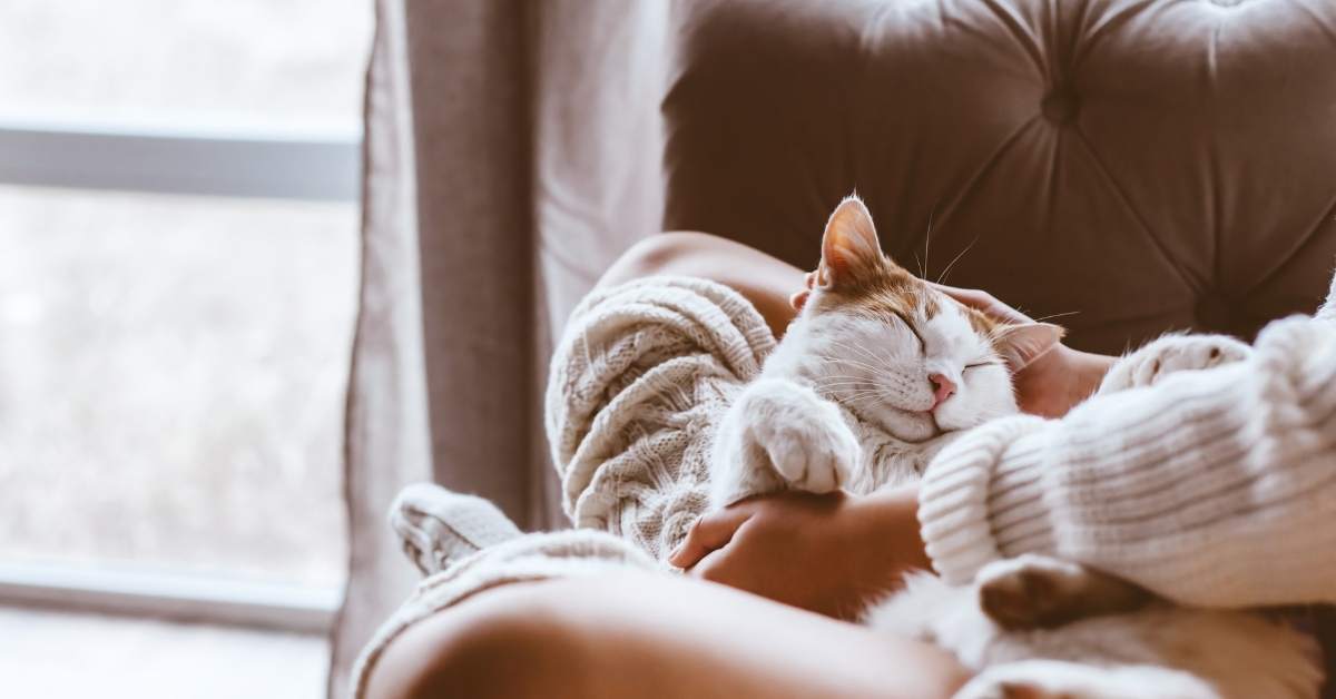 Pourquoi mon chat se frotte-t-il contre moi ? Signification et explications