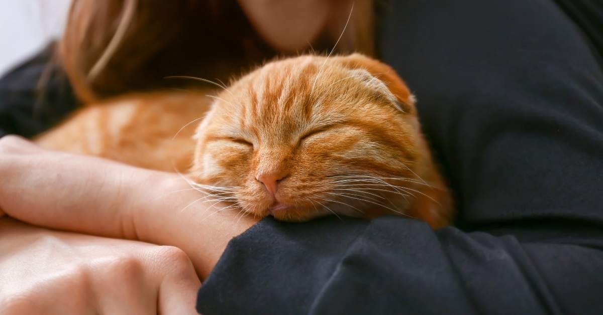 Pourquoi mon chat dort-il sur moi ? Significations et explications
