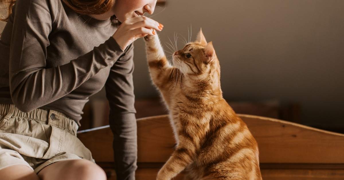 Pourquoi mon chat me suit-il partout ? Causes et explications