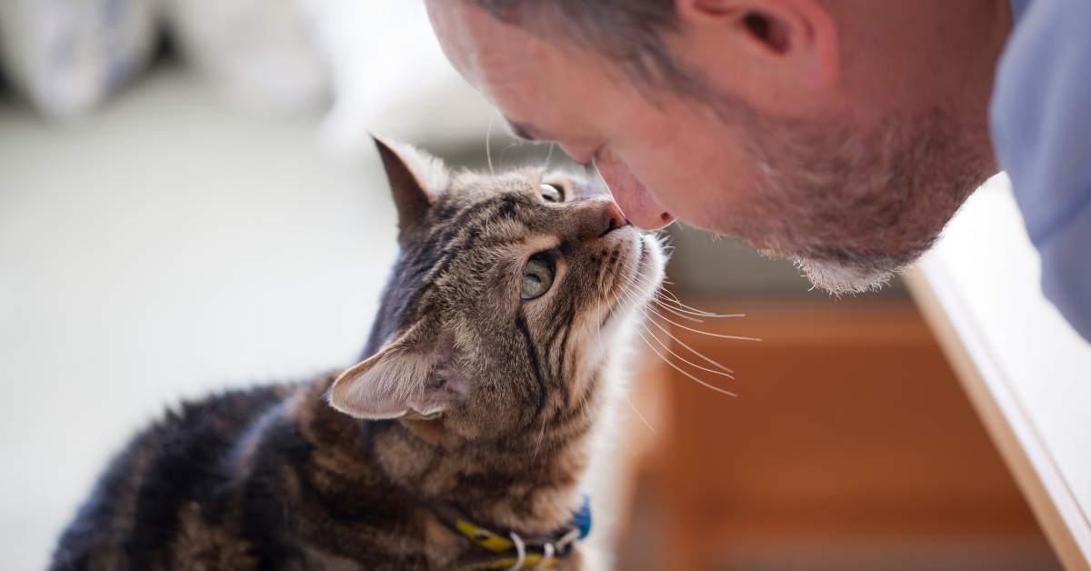 Chat âgé : comment adapter son environnement ?