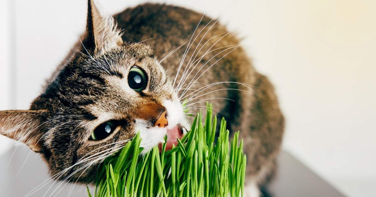 Pourquoi mon chat mange-t-il de l'herbe ? Causes et dangers