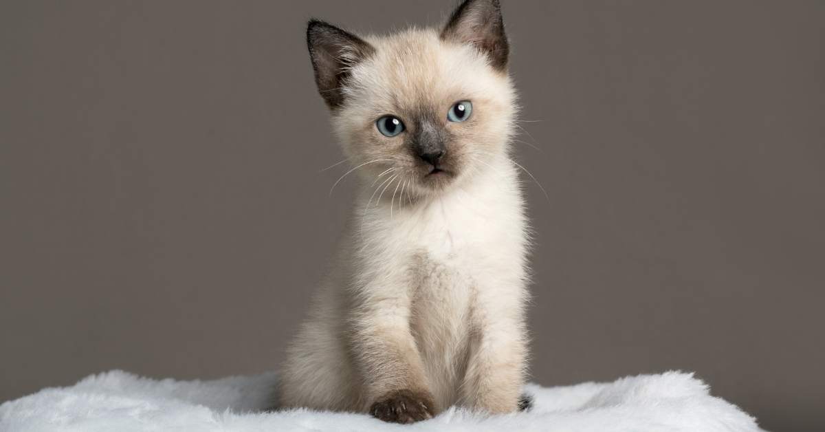 Accueillir un chaton à la maison : guide complet des premiers jours