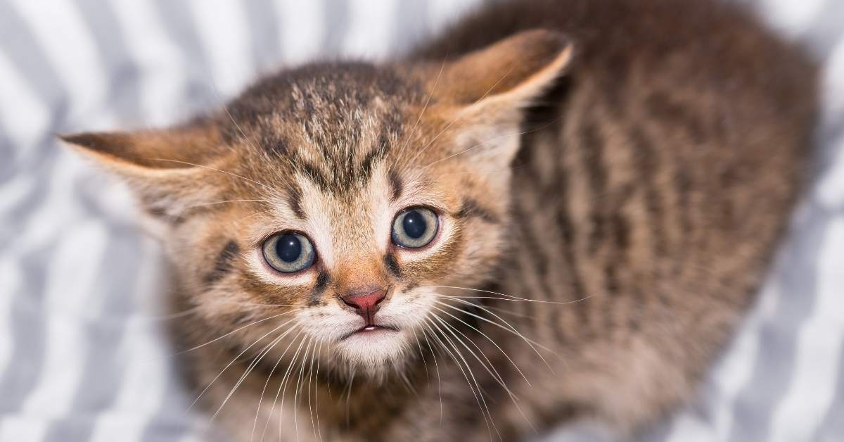 Comment gagner la confiance d’un chat peureux ?