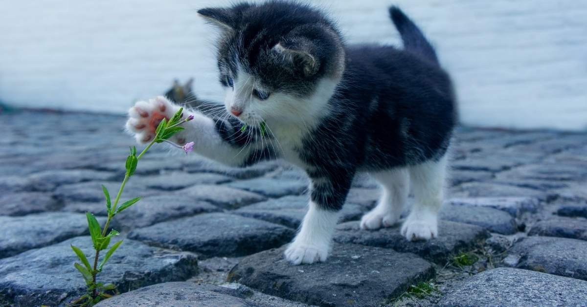 Pourquoi mon chat remue-t-il la queue ? Significations et comportements à comprendre