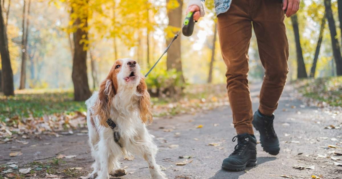 Pourquoi mon chien aboie-t-il beaucoup ? Causes et solutions