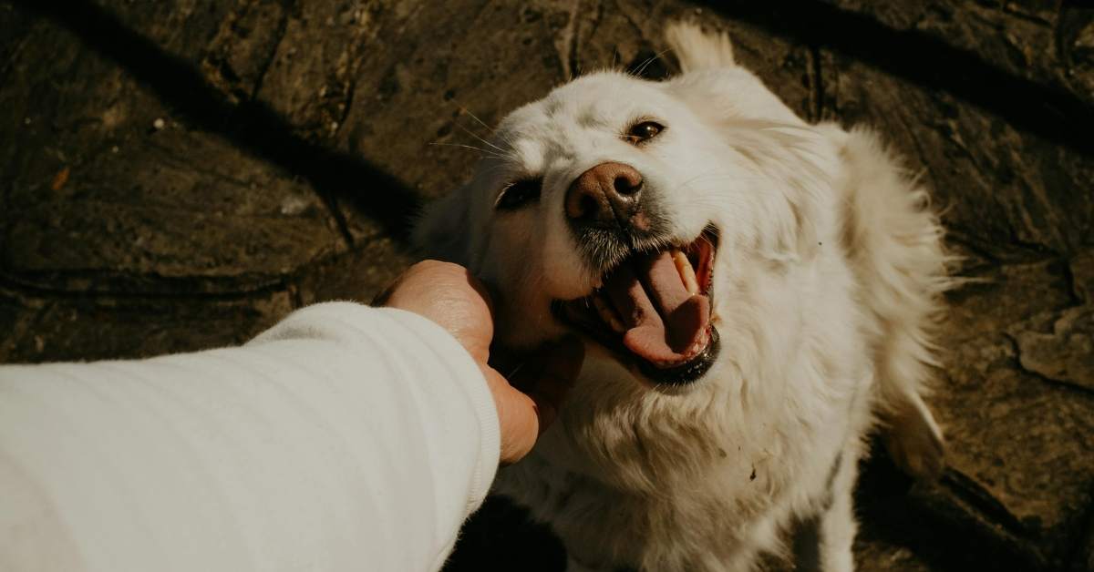 Adopter un chien adulte : avantages, précautions et conseils