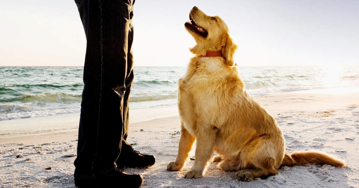 Comment apprendre « assis » à son chien ? Méthode simple et positive