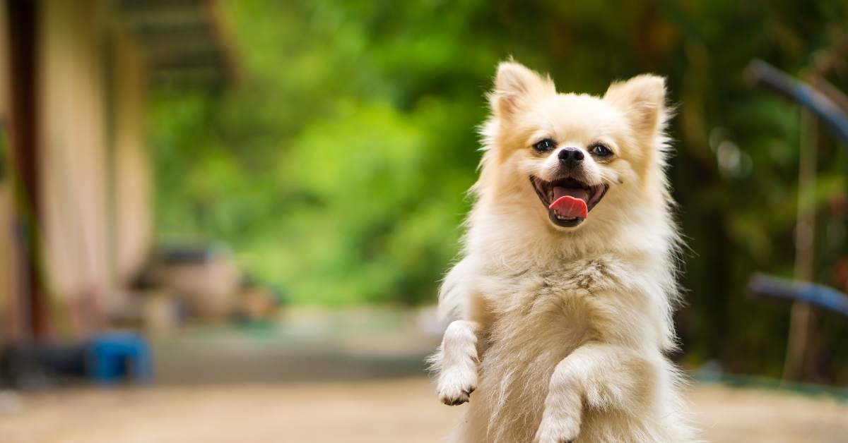 Comment apprendre à son chien à rester seul ? Méthode progressive et rassurante