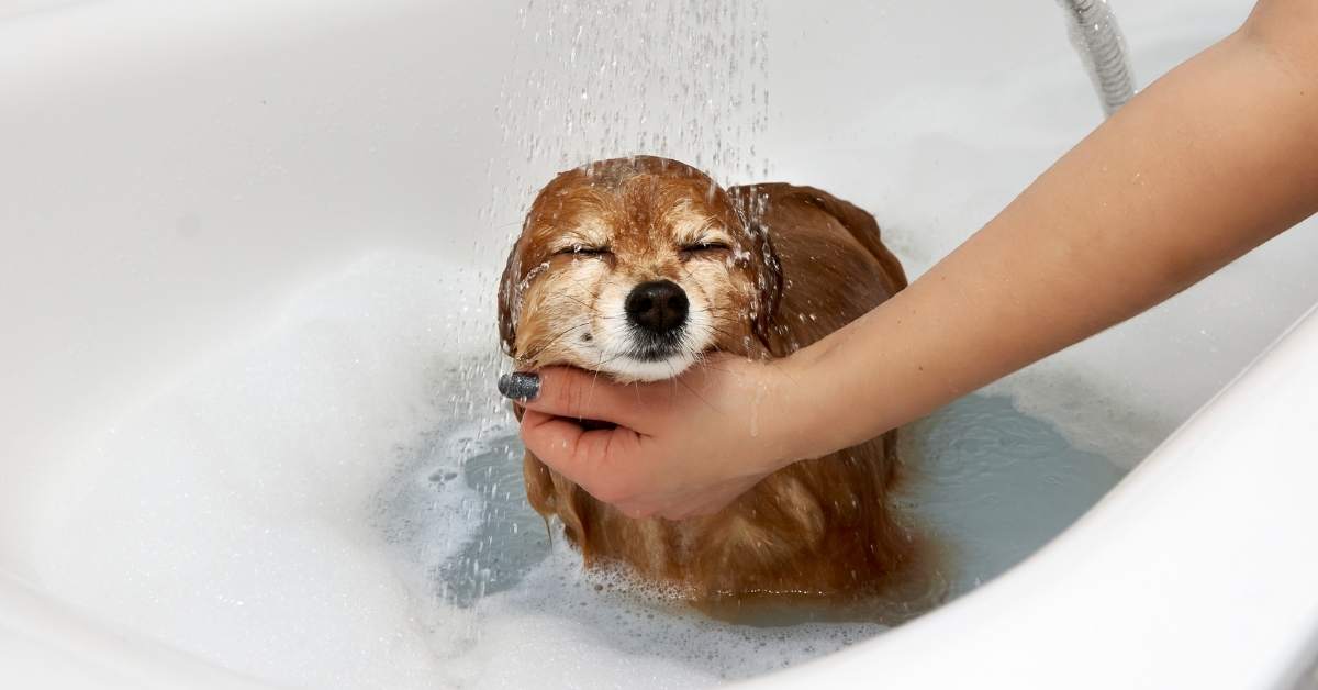 À quelle fréquence laver son chien ? Guide complet
