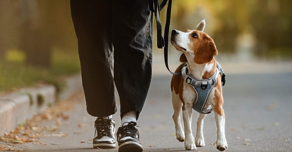 Combien de promenades par jour pour un chien ?