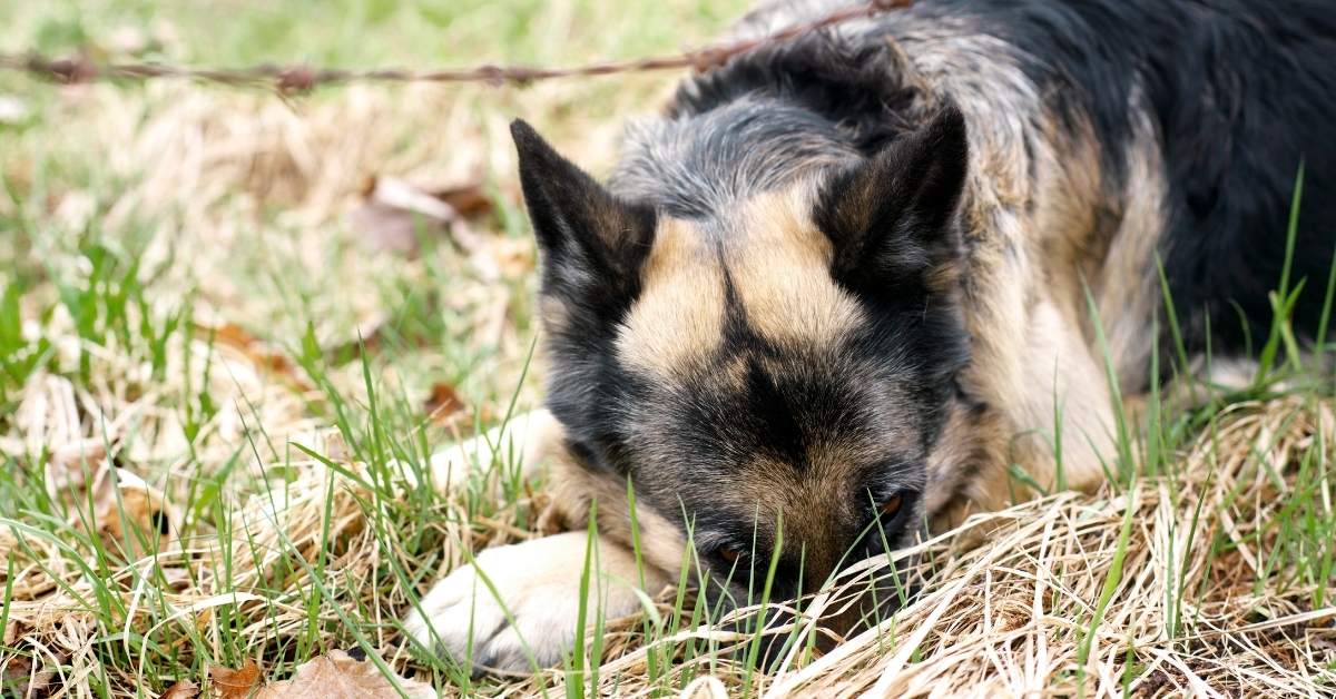 Comment reconnaître les signes de stress chez un animal ?