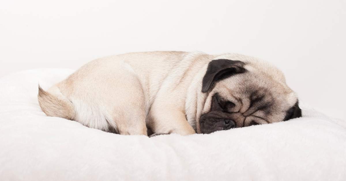 Pourquoi mon chien tourne-t-il avant de se coucher ? Explications et signes à surveiller
