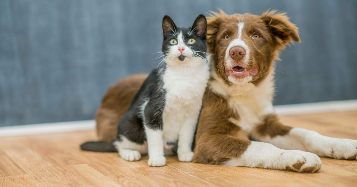 Comment habituer un chien à un chat ? Méthode complète pour une cohabitation sereine