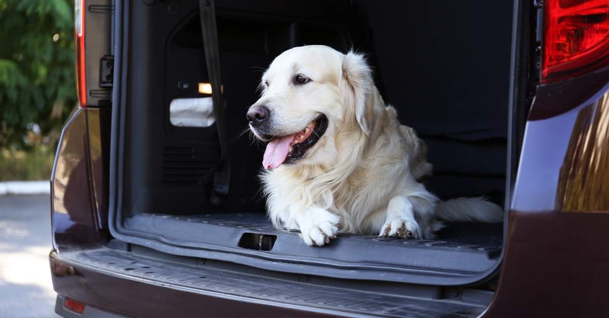 Voyager en voiture avec son chien : guide pratique