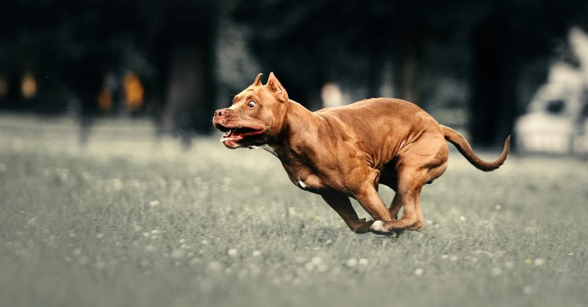 Comment stimuler mentalement son chien ? 20 exercices simples