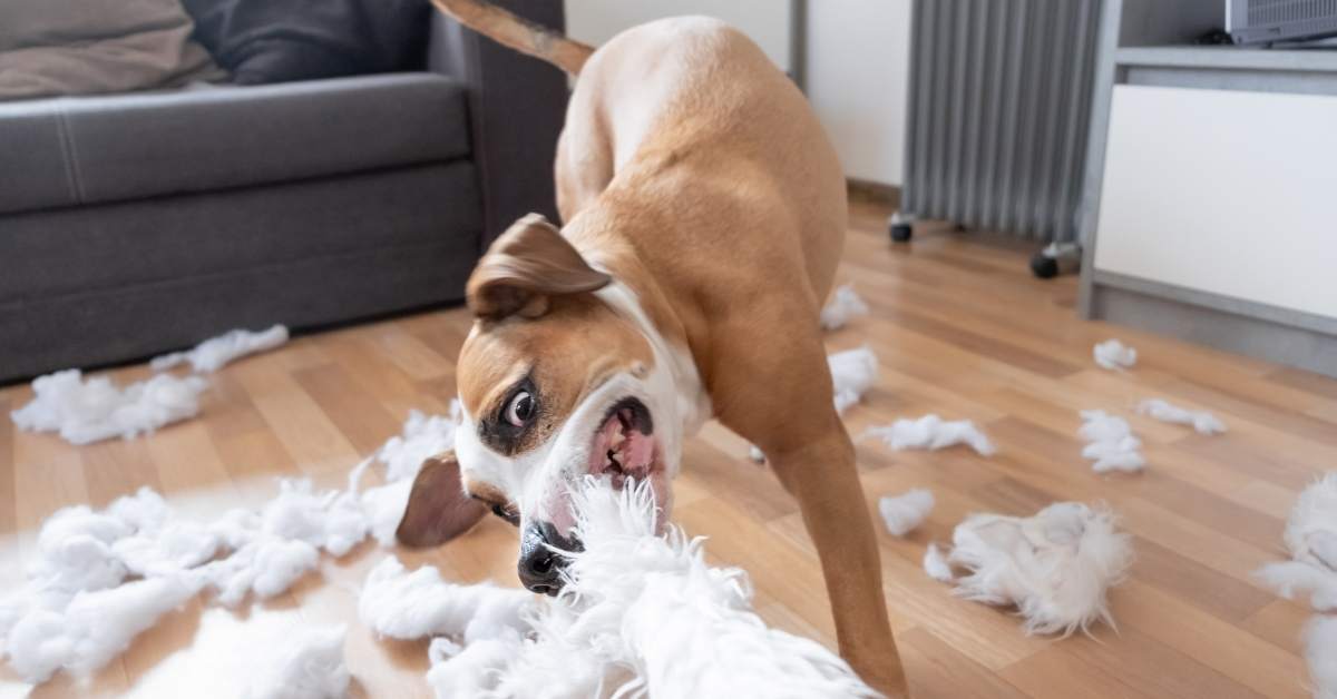 Pourquoi mon chien détruit-il en mon absence ? Causes et solutions