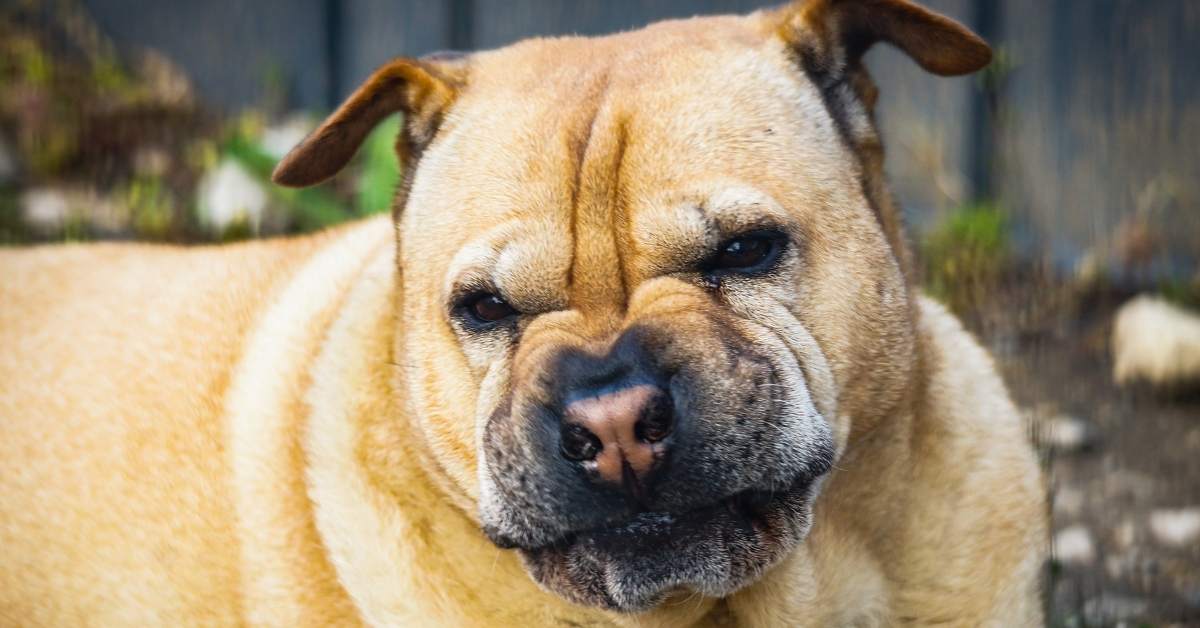 Pourquoi mon chien grogne-t-il ? Causes et réactions à adopter