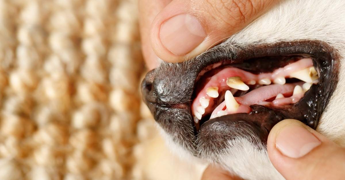 Comment prendre soin des dents de son chien ?