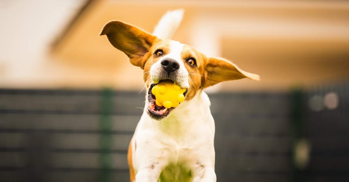 Quels jeux faire avec son chien ? 20 idées pour jouer ensemble